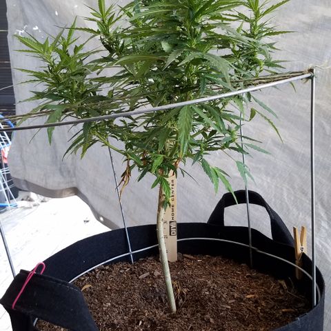 Black Diamond OG  #2 growlog timeline photo