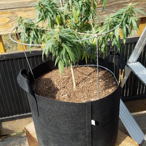 Black Diamond OG  #2 growlog photo: PH 7.5