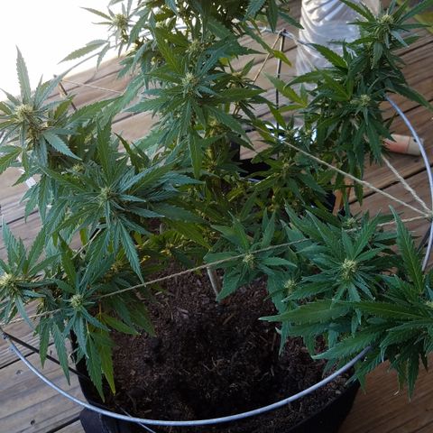 Black Diamond OG  #2 growlog timeline photo