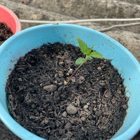 Colombiana growlog timeline photo