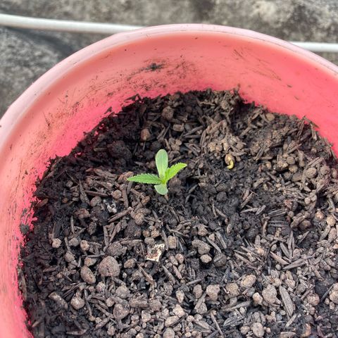 Colombiana growlog timeline photo