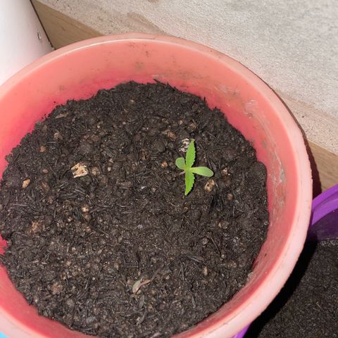 Colombiana growlog timeline photo