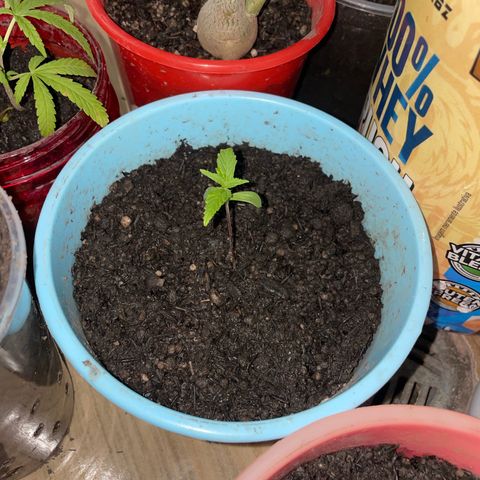 Colombiana growlog timeline photo