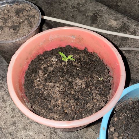 Colombiana growlog timeline photo