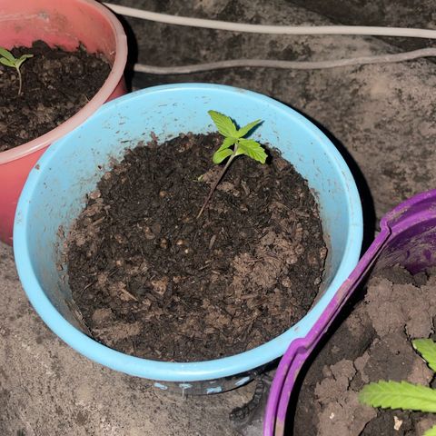 Colombiana growlog timeline photo