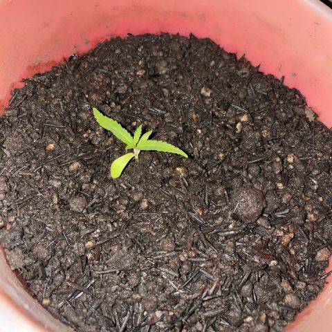 Colombiana growlog timeline photo