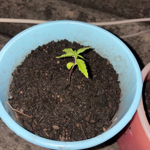 Colombiana growlog timeline photo
