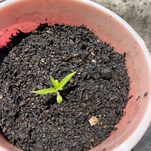 Colombiana growlog timeline photo