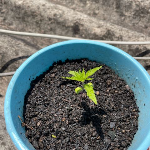 Colombiana growlog timeline photo