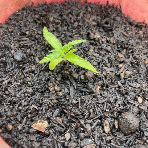 Colombiana growlog timeline photo