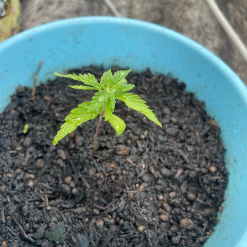 Colombiana growlog timeline photo