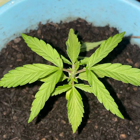 Colombiana growlog timeline photo