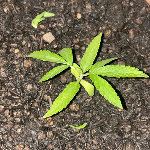 Colombiana growlog timeline photo