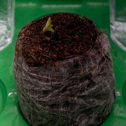 Peanut Butter Cookies #1 growlog timeline photo
