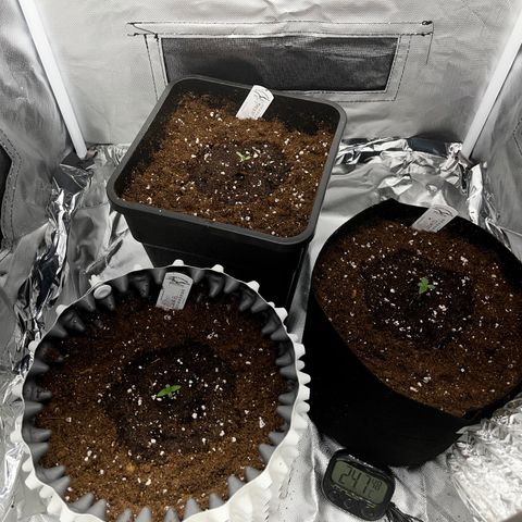 Peanut Butter Cookies #1 growlog timeline photo
