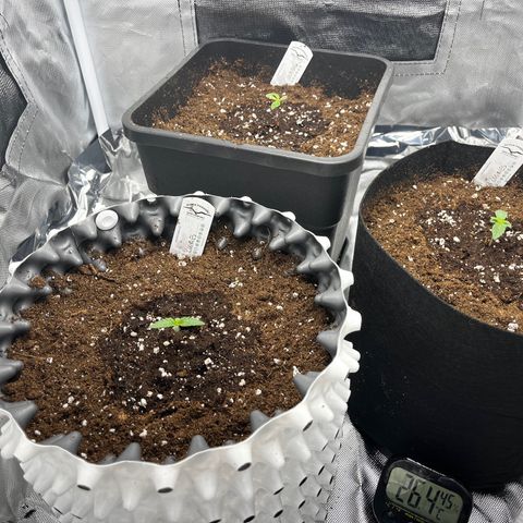Peanut Butter Cookies #1 growlog timeline photo