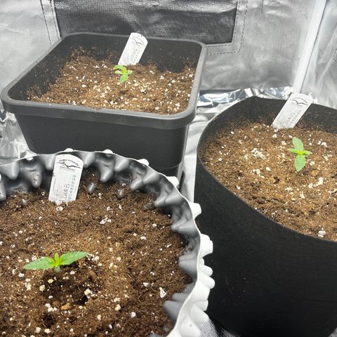 Peanut Butter Cookies #1 growlog timeline photo