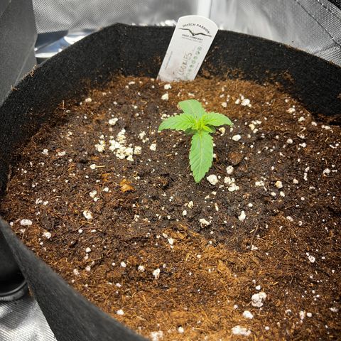 Peanut Butter Cookies #1 growlog timeline photo