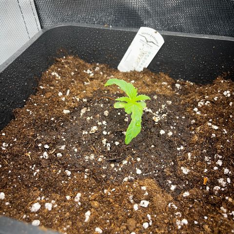 Peanut Butter Cookies #1 growlog timeline photo