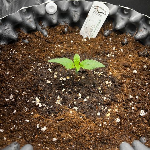 Peanut Butter Cookies #1 growlog timeline photo