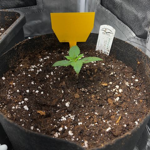 Peanut Butter Cookies #1 growlog timeline photo