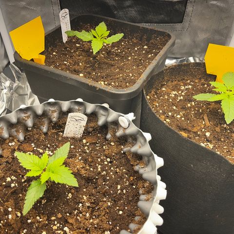 Peanut Butter Cookies #1 growlog timeline photo