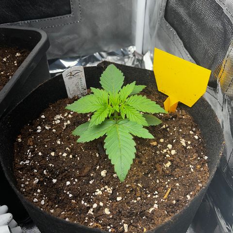 Peanut Butter Cookies #1 growlog timeline photo