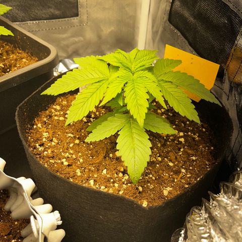Peanut Butter Cookies #1 growlog timeline photo