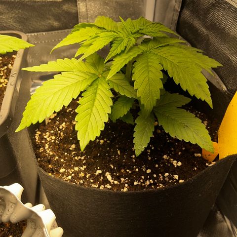 Peanut Butter Cookies #1 growlog timeline photo