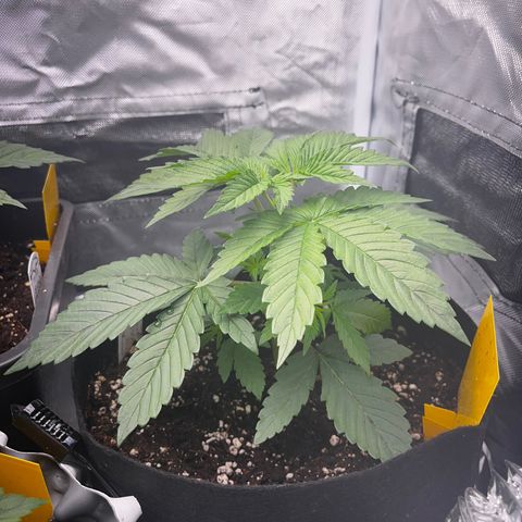Peanut Butter Cookies #1 growlog photo: Topped 