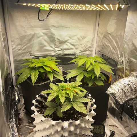 Peanut Butter Cookies #1 growlog timeline photo