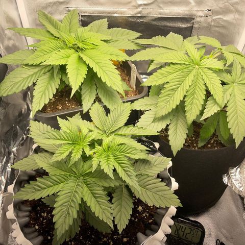 Peanut Butter Cookies #1 growlog timeline photo