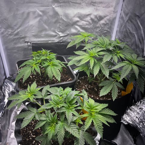 Peanut Butter Cookies #1 growlog timeline photo