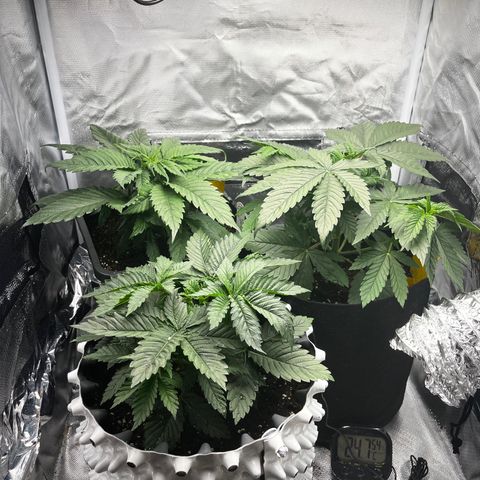 Peanut Butter Cookies #1 growlog timeline photo