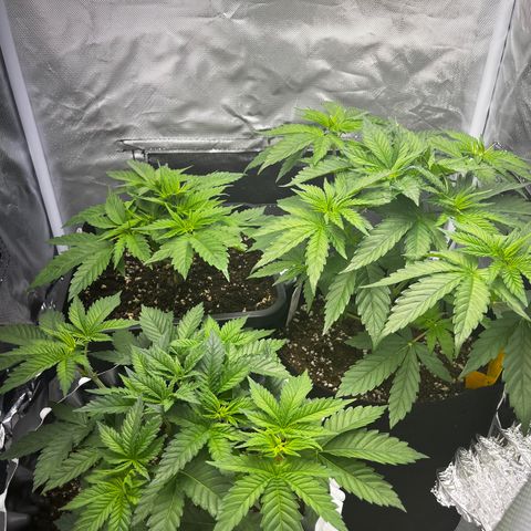 Peanut Butter Cookies #1 growlog photo: Update: the growth in a fabric pot / air pot is much better than in a classic plastic pot as seen in the picture 