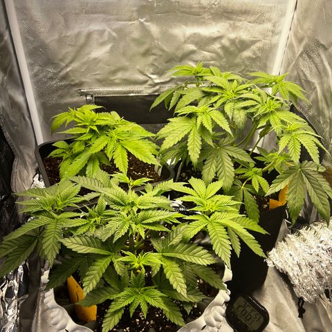 Peanut Butter Cookies #1 growlog timeline photo
