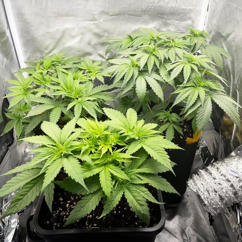 Peanut Butter Cookies #1 growlog timeline photo