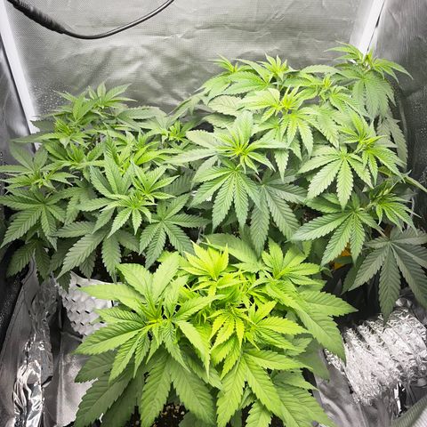 Peanut Butter Cookies #1 growlog timeline photo
