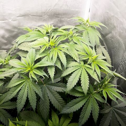Peanut Butter Cookies #1 growlog timeline photo