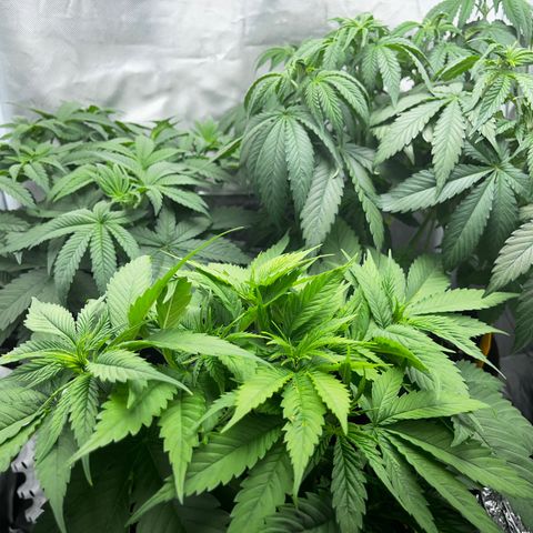 Peanut Butter Cookies #1 growlog timeline photo