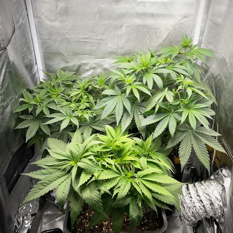 Peanut Butter Cookies #1 growlog timeline photo