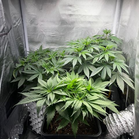 Peanut Butter Cookies #1 growlog timeline photo