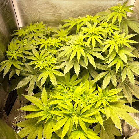 Peanut Butter Cookies #1 growlog timeline photo