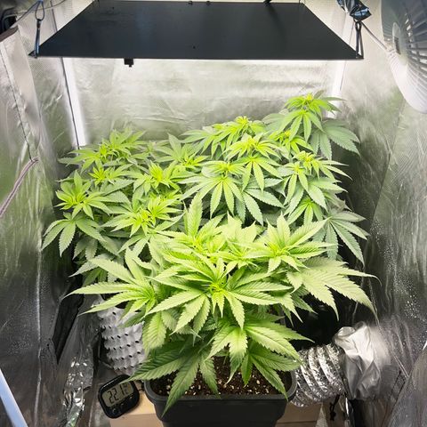 Peanut Butter Cookies #1 growlog timeline photo
