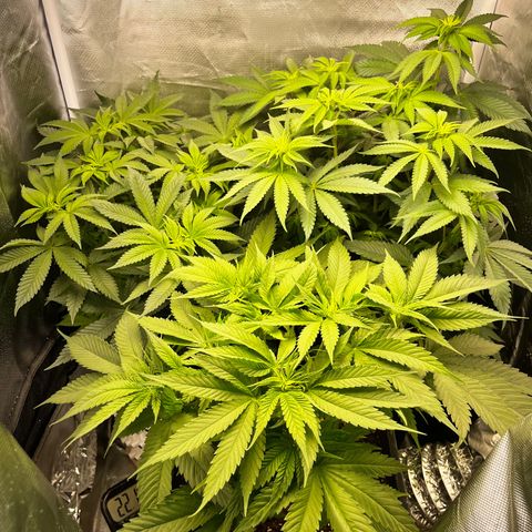 Peanut Butter Cookies #1 growlog timeline photo