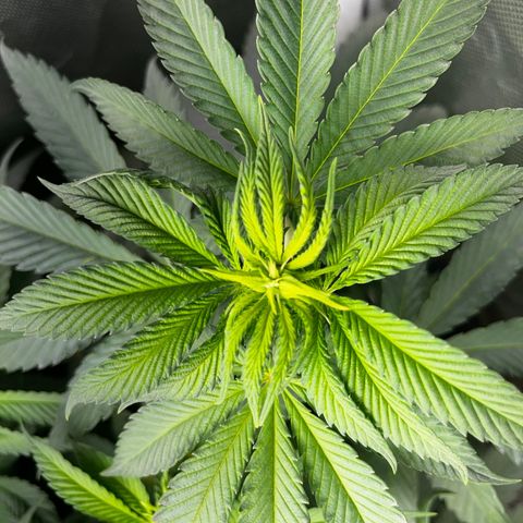 Peanut Butter Cookies #1 growlog timeline photo