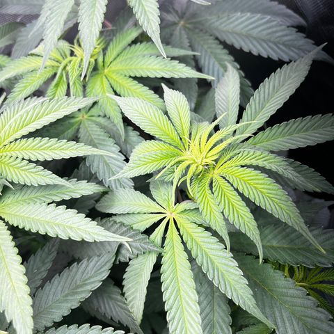 Peanut Butter Cookies #1 growlog timeline photo