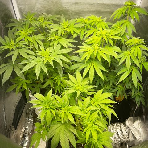 Peanut Butter Cookies #1 growlog photo: After defoliation 