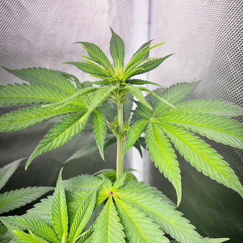 Peanut Butter Cookies #1 growlog timeline photo