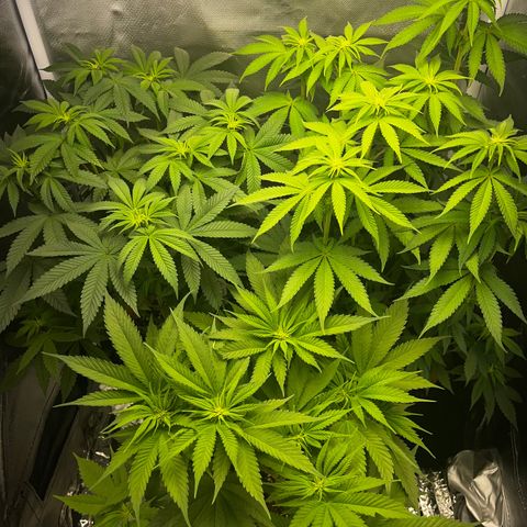 Peanut Butter Cookies #1 growlog timeline photo